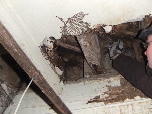 Lovely water damage to floor joists. (over 3cm penetration with a trusty screwdriver)
