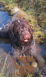Figure 3.  Dougal aged 9 months