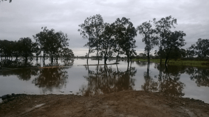 Scrubby creek after 1