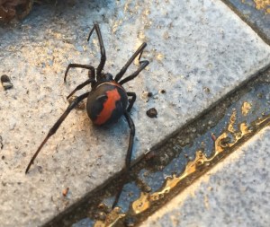 RedBack