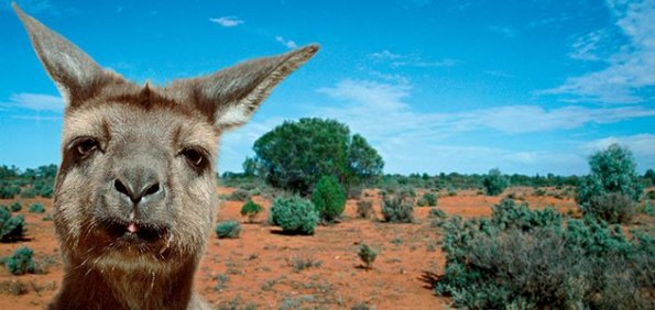 Kangaroo