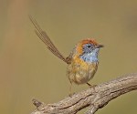 malleeemuwren